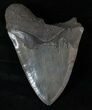 Giant Megalodon Tooth - Almost Inches #13381-1